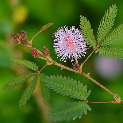 Mimosa pudica 