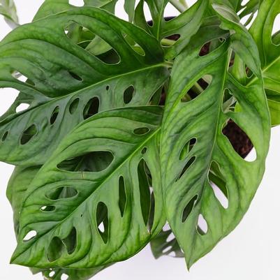 Monstera adansonii 