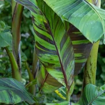 Musa sikkimensis Ever Red