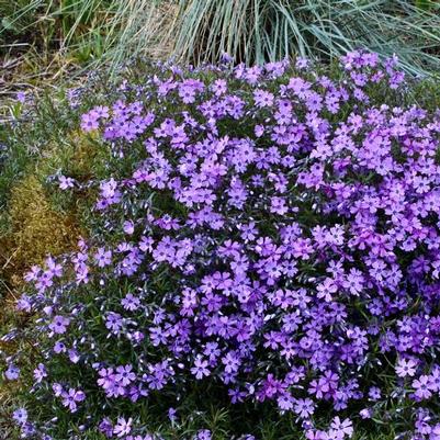 Phlox subulata Purple Beauty
