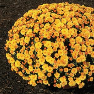 Chrysanthemum x morifolium Golden Cheryl