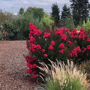 Lagerstroemia Enduring Red