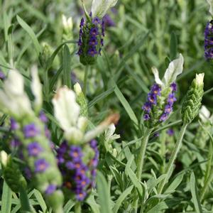 Lavandula stoechas Madrid Blue