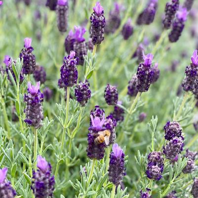 Lavandula stoechas Winter Bee