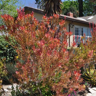 Leucadendron Jester