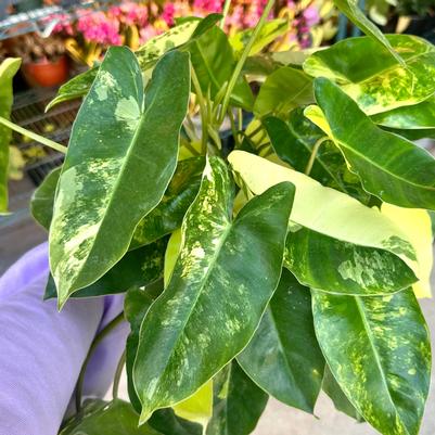 Philodendron Burle Marx