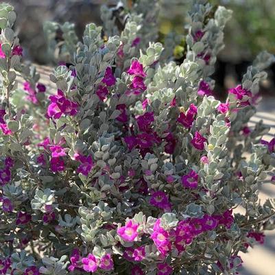 Leucophyllum frutescens Convent