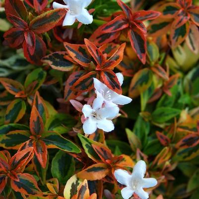 Abelia x grandiflora Kaleidoscope