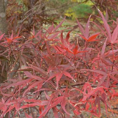 Acer palmatum Beni Otaki