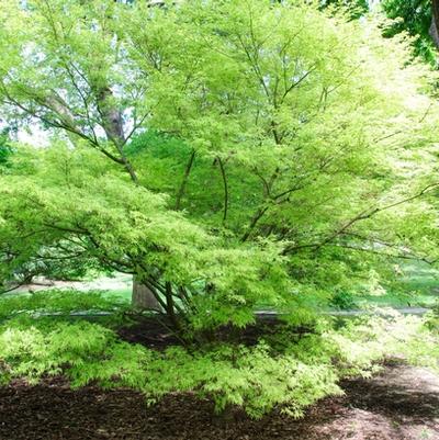 Acer palmatum dissectum Seiryu (Green Dragon)