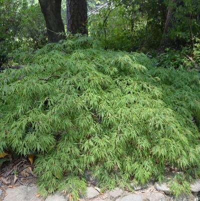 Acer palmatum dissectum Spring Delight