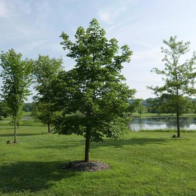 Acer truncatum x platanoides Pacific Sunset®