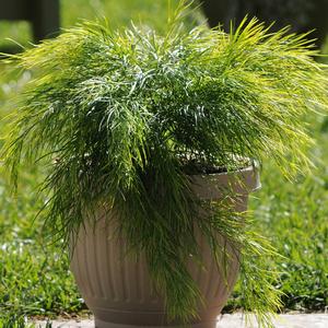 Acacia cognata Cousin Itt