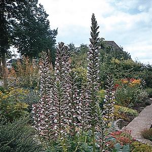 Acanthus mollis 