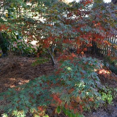 Acer palmatum Oregon Sunset