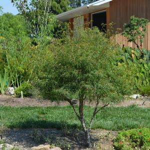 Acer palmatum Koto-no-ito