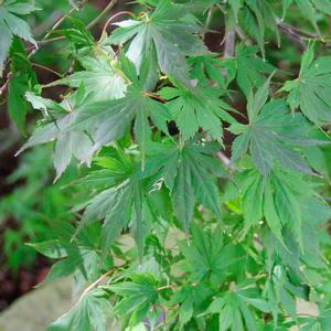 Acer palmatum Trompenburg