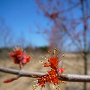 Acer rubrum Burgundy Belle®