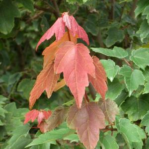 Acer rubrum Summer Red&reg;