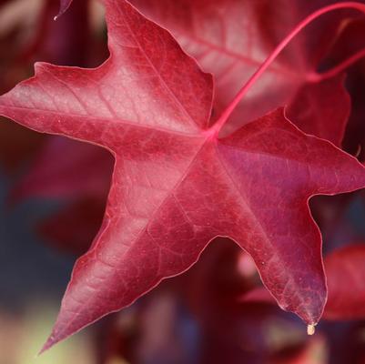 Acer truncatum x platanoides Ruby Sunset&reg; Ruby Sunset&reg;