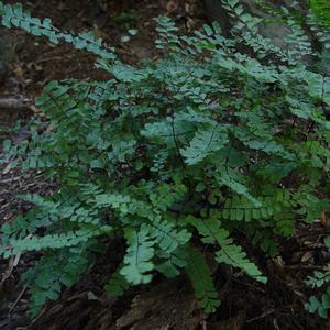 Adiantum pedatum 