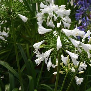 Agapanthus Ever White™