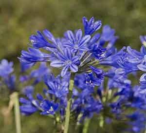 Agapanthus Little Blue Fountain™