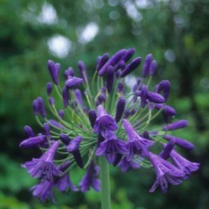 Agapanthus Storm Cloud