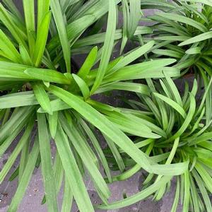 Agapanthus africanus 