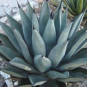 Agave Sharkskin