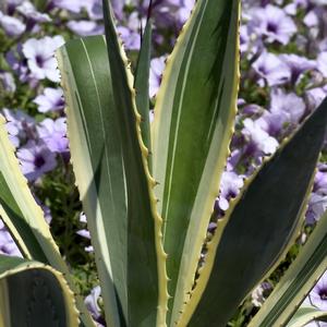 Agave americana Marginata