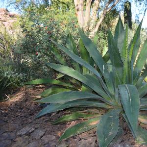 Agave bovicornuta Reggae Time