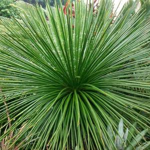 Agave geminiflora 