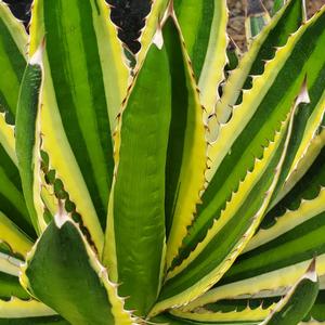 Agave lophantha Quadricolor