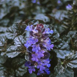 Ajuga reptans Walberton's® Black Scallop