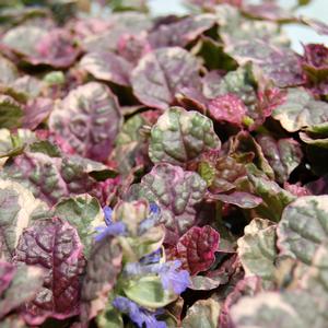 Ajuga reptans Burgundy Glow