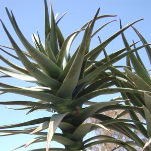 Aloe barberae x dichotoma Hercules