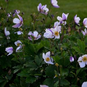 Anemone Wild Swan&trade;