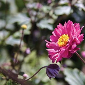 Anemone hupehensis var. japonica Pamina