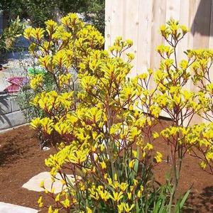 Anigozanthos Kanga Yellow