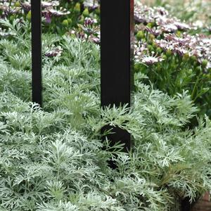 Artemisia Powis Castle