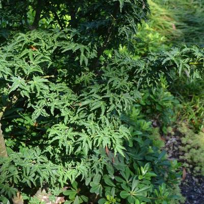 Acer palmatum Shishigashira