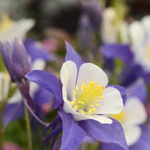 Aquilegia Swan Blue and White