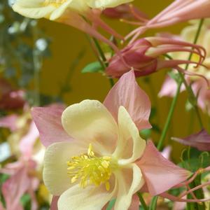 Aquilegia Swan Pink & Yellow