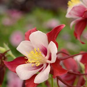 Aquilegia Swan Red & White