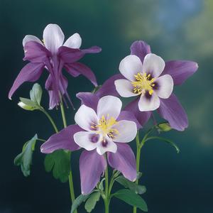 Aquilegia Swan Violet & White