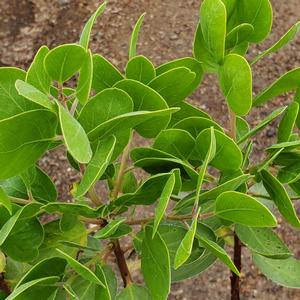 Arctostaphylos Sunset