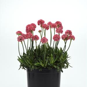 Armeria pseudarmeria Dreameria™ Dreamland