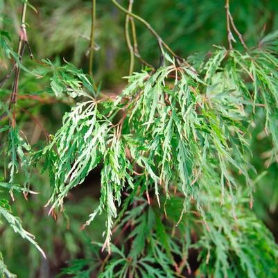 Acer palmatum dissectum Inaba Shidare