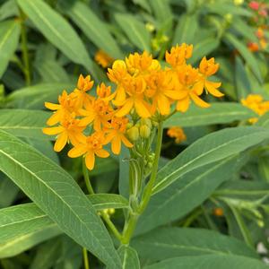 Asclepias curassavica Yellow